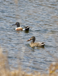 Northern Shovellers